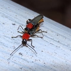 Chauliognathus tricolor at Paddys River, ACT - 19 Feb 2020