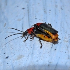 Chauliognathus tricolor at Paddys River, ACT - 19 Feb 2020