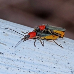 Chauliognathus tricolor at Paddys River, ACT - 19 Feb 2020
