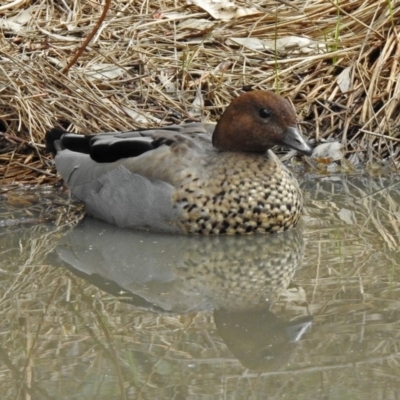 Chenonetta jubata (Australian Wood Duck) at Paddys River, ACT - 19 Feb 2020 by RodDeb