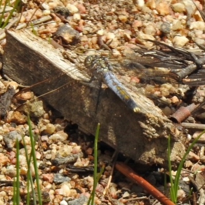 Orthetrum caledonicum (Blue Skimmer) at Paddys River, ACT - 19 Feb 2020 by RodDeb