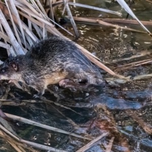 Hydromys chrysogaster at Belconnen, ACT - 27 Jun 2015