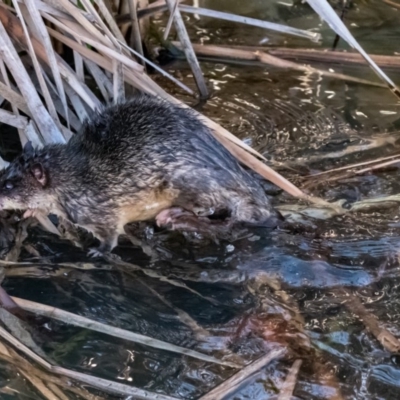 Hydromys chrysogaster (Rakali or Water Rat) at Lake Ginninderra - 27 Jun 2015 by dhkmapr