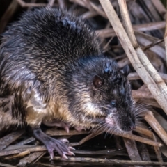 Hydromys chrysogaster at Belconnen, ACT - 27 Jun 2015