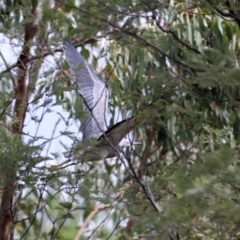 Egretta novaehollandiae (White-faced Heron) at Paddys River, ACT - 19 Feb 2020 by RodDeb