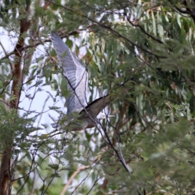 Egretta novaehollandiae (White-faced Heron) at Paddys River, ACT - 19 Feb 2020 by RodDeb