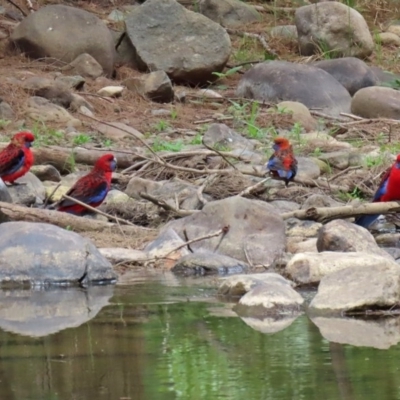 Platycercus elegans (Crimson Rosella) at Paddys River, ACT - 19 Feb 2020 by RodDeb