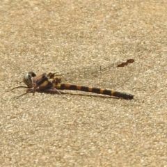 Cordulephya pygmaea (Common Shutwing) at Paddys River, ACT - 19 Feb 2020 by RodDeb