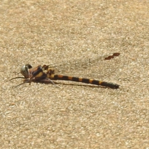 Cordulephya pygmaea at Paddys River, ACT - 19 Feb 2020