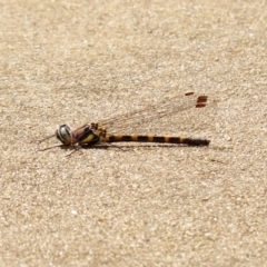 Cordulephya pygmaea at Paddys River, ACT - 19 Feb 2020