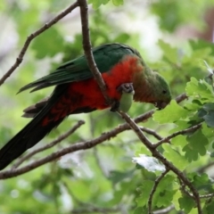 Alisterus scapularis (Australian King-Parrot) at Paddys River, ACT - 19 Feb 2020 by RodDeb