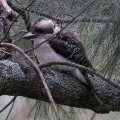 Dacelo novaeguineae (Laughing Kookaburra) at Paddys River, ACT - 19 Feb 2020 by RodDeb