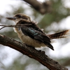 Dacelo novaeguineae at Paddys River, ACT - 19 Feb 2020 01:40 PM