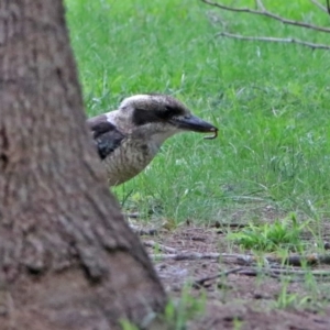 Dacelo novaeguineae at Paddys River, ACT - 19 Feb 2020