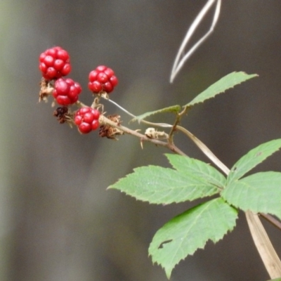 Rubus sp. (Blackberry) at Cotter Reserve - 19 Feb 2020 by RodDeb