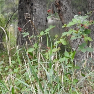 Rubus sp. at Paddys River, ACT - 19 Feb 2020