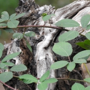 Rubus fruticosus species aggregate at Paddys River, ACT - 19 Feb 2020 12:39 PM