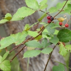 Rubus fruticosus species aggregate at Paddys River, ACT - 19 Feb 2020