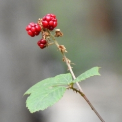 Rubus fruticosus species aggregate at Paddys River, ACT - 19 Feb 2020