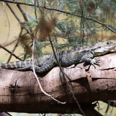 Intellagama lesueurii howittii (Gippsland Water Dragon) at Cotter Reserve - 19 Feb 2020 by RodDeb