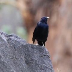 Ptilonorhynchus violaceus (Satin Bowerbird) at Paddys River, ACT - 19 Feb 2020 by RodDeb