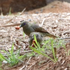 Ptilonorhynchus violaceus at Paddys River, ACT - 19 Feb 2020