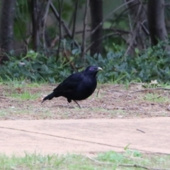 Ptilonorhynchus violaceus at Paddys River, ACT - 19 Feb 2020