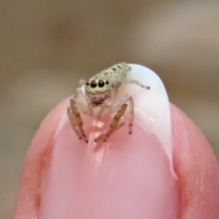Opisthoncus grassator (Jumping spider) at Paddys River, ACT - 19 Feb 2020 by RodDeb