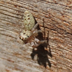 Opisthoncus grassator at Paddys River, ACT - 19 Feb 2020