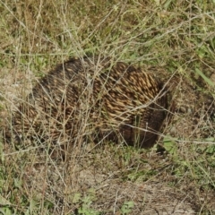 Tachyglossus aculeatus (Short-beaked Echidna) at Paddys River, ACT - 19 Feb 2020 by RodDeb