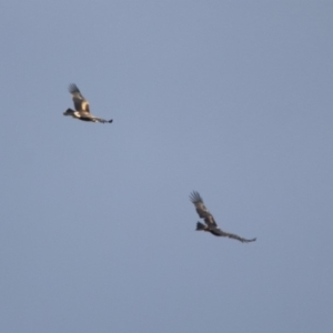 Aquila audax at Paddys River, ACT - 19 Feb 2020