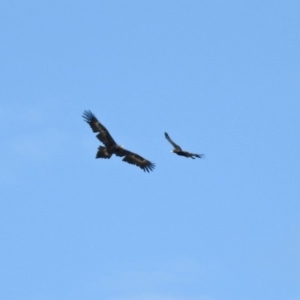 Aquila audax at Paddys River, ACT - 19 Feb 2020