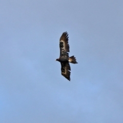 Aquila audax at Paddys River, ACT - 19 Feb 2020