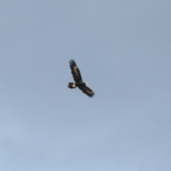 Aquila audax at Paddys River, ACT - 19 Feb 2020