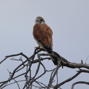 Falco cenchroides at Gordon, ACT - 19 Feb 2020