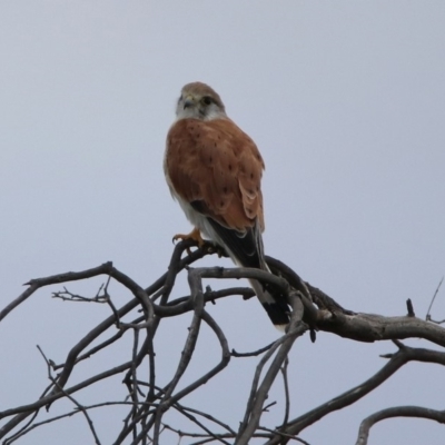 Falco cenchroides (Nankeen Kestrel) at Tharwa Bridge - 19 Feb 2020 by RodDeb