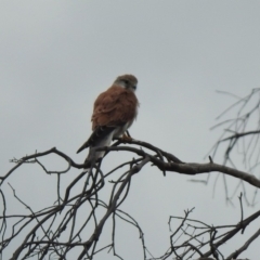 Falco cenchroides at Gordon, ACT - 19 Feb 2020