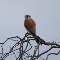 Falco cenchroides at Gordon, ACT - 19 Feb 2020