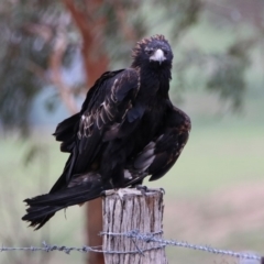 Aquila audax (Wedge-tailed Eagle) at Gordon, ACT - 19 Feb 2020 by RodDeb