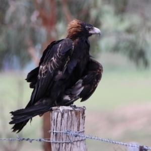 Aquila audax at Gordon, ACT - 19 Feb 2020