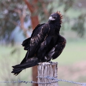 Aquila audax at Gordon, ACT - 19 Feb 2020