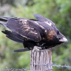 Aquila audax at Gordon, ACT - 19 Feb 2020