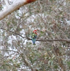 Platycercus eximius (Eastern Rosella) at Wingecarribee Local Government Area - 17 Oct 2018 by JanHartog