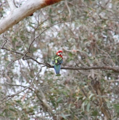 Platycercus eximius (Eastern Rosella) at Berrima River Reserve - 16 Oct 2018 by JanHartog