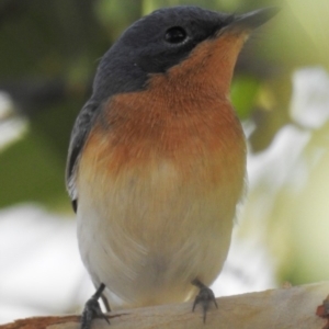 Myiagra rubecula at Acton, ACT - 20 Feb 2020