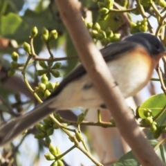 Myiagra rubecula at Acton, ACT - 20 Feb 2020