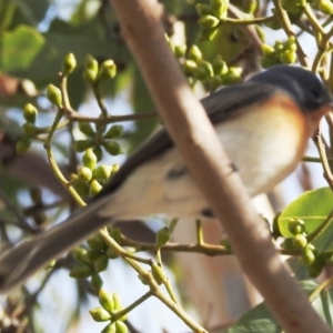 Myiagra rubecula at Acton, ACT - 20 Feb 2020