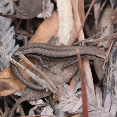 Lampropholis guichenoti (Common Garden Skink) at Coolumburra, NSW - 15 Feb 2020 by kdm