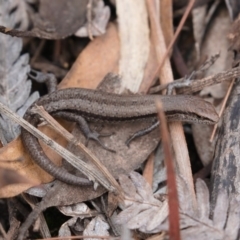 Lampropholis guichenoti (Common Garden Skink) at Coolumburra, NSW - 15 Feb 2020 by kdm