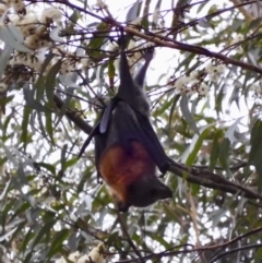 Pteropus poliocephalus (Grey-headed Flying-fox) at Broulee Moruya Nature Observation Area - 21 Feb 2020 by LisaH